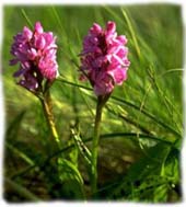 fleur