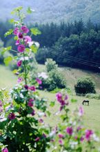 Domaine Lacanal is kleine camping in Nages met huurtent en vakantiehuis. Domaine Lacanal kleine camping met huurtent en vakantiehuisje