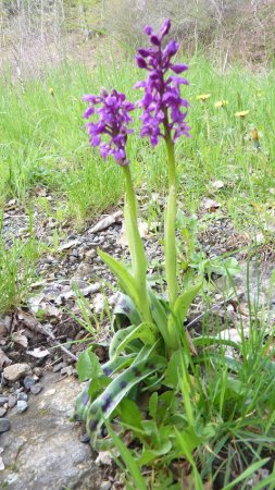 French wild flowers