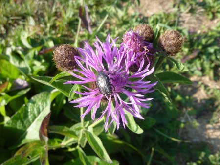 Les prairies sont pleins de plantes à fleurs