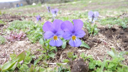 forest pansy