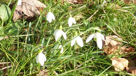 flora wild snowdrops