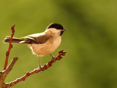 Mésange nonnette