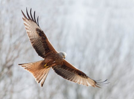 Buzzards breathtakingly beautiful birds