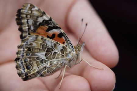 Papillons dans le Tarn