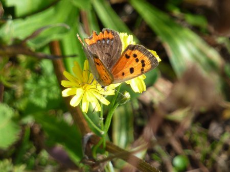 distel vlinder