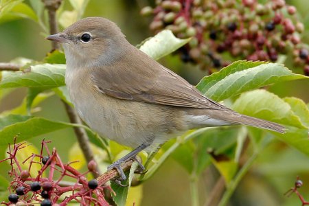 The garden warbler