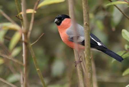 The bullfinch