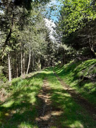 Wandel zo vanaf de camping het bos in