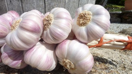 Lautrec pink garlic
