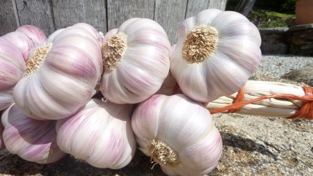 lautrec roze knoflook