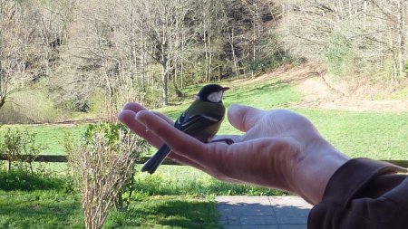 Mésange charbonnière