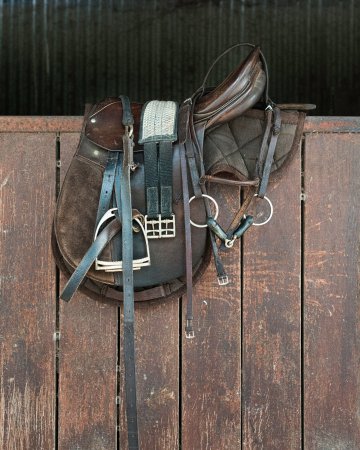 Activités sportives équitation