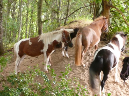 les amateurs de sports équestres et les chevaux