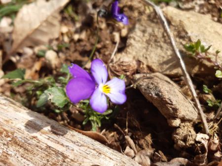 violette des pensées salade