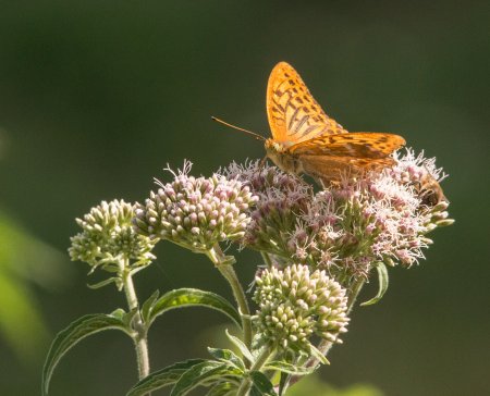 Papillons & Oiseaux