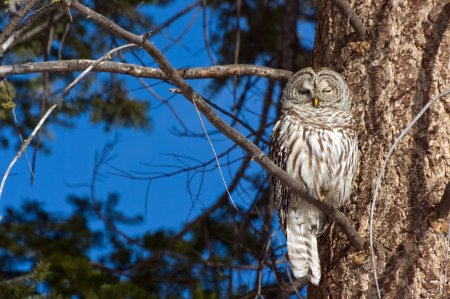 The forest owl