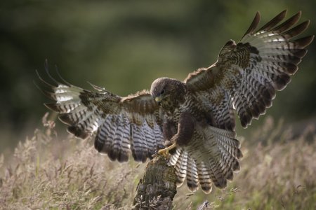 grote diversiteit aan natuur