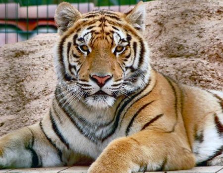 Animal Animal park Zoo des 3 Vallées