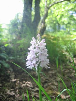 Wilde orichidee op Domaine Lacanal